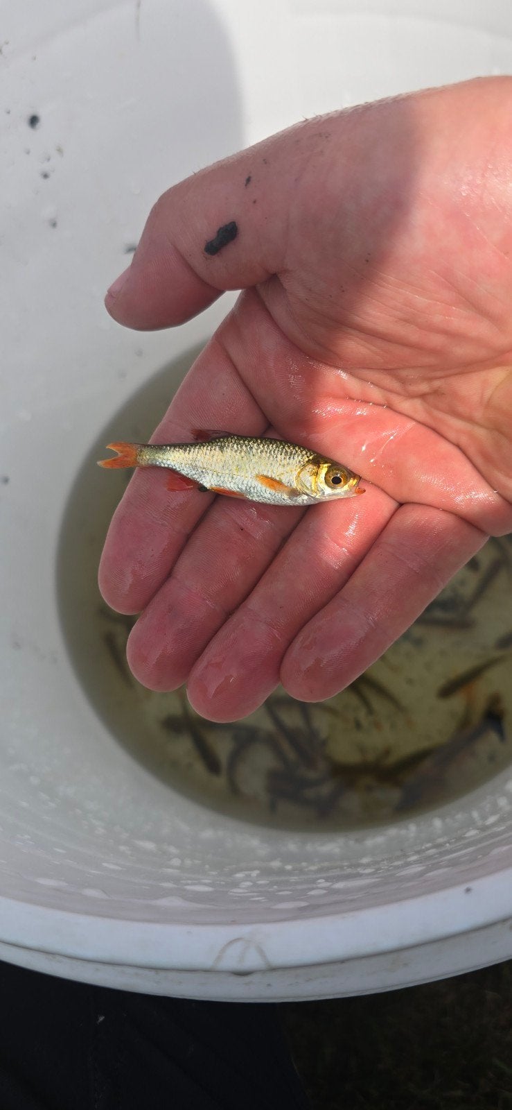 verplaatsing / opvang vissen in grote natuurvijer