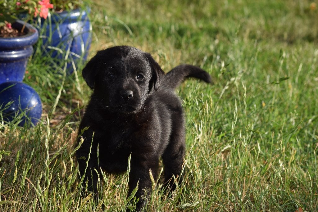 Labrador pups, blond en zwart, Dieren en Toebehoren, Honden | Retrievers, Spaniëls en Waterhonden, Parvo, België, 8 tot 15 weken