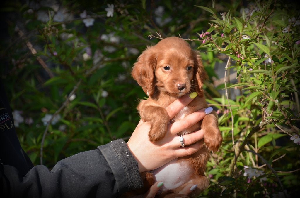 Cockapoo pups, Parvo, België, Overige rassen, 8 tot 15 weken