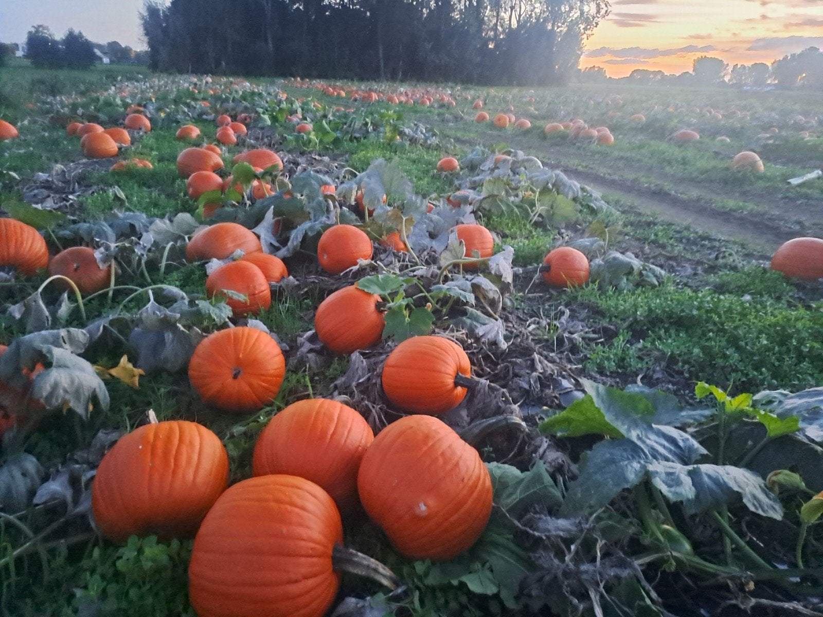 pompoenen halloweenpompoenen, Zakelijke goederen, Ophalen