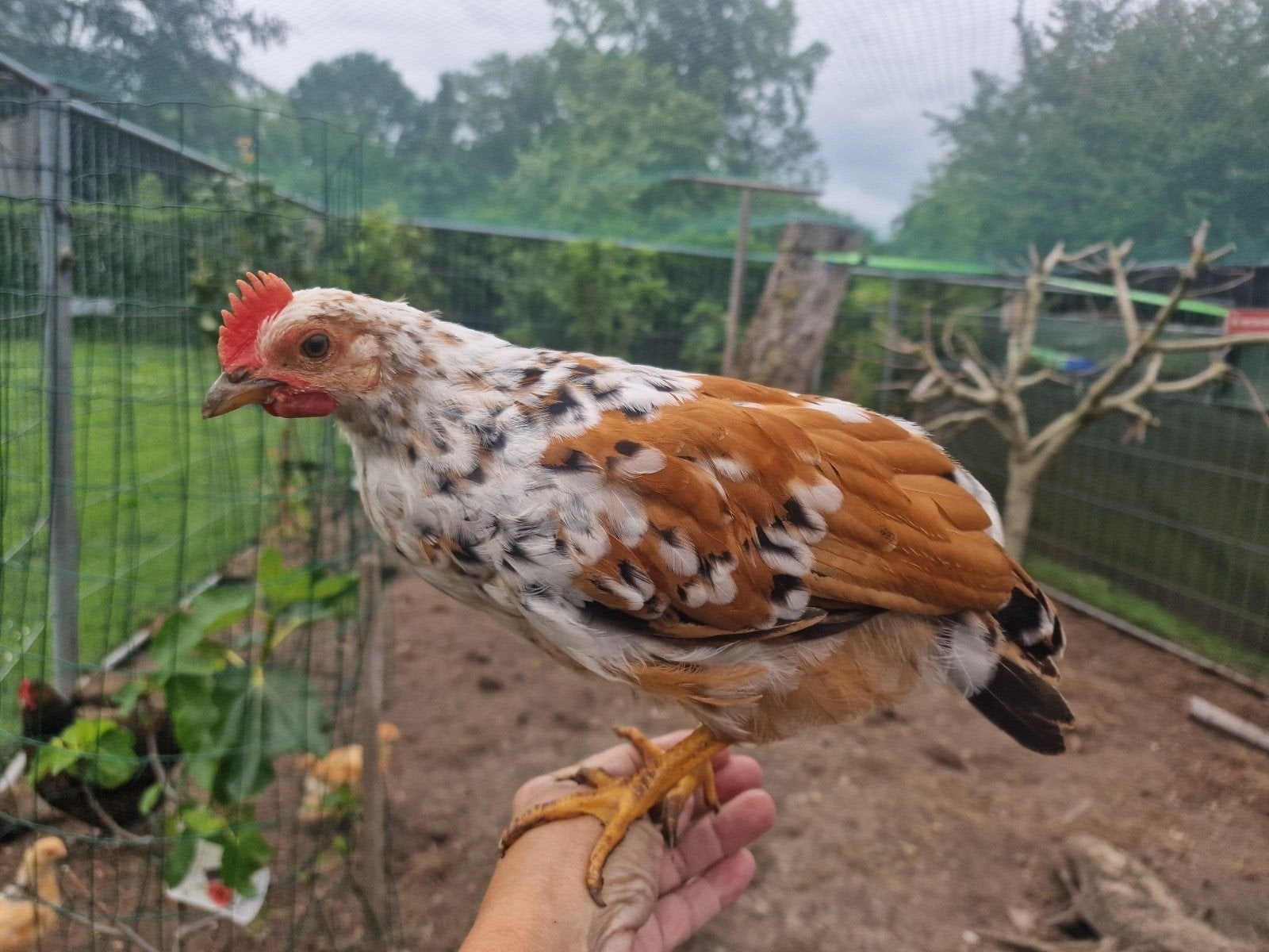 Leghorn porselein haantjes 7 weken oud, raszuiver, Dieren en Toebehoren
