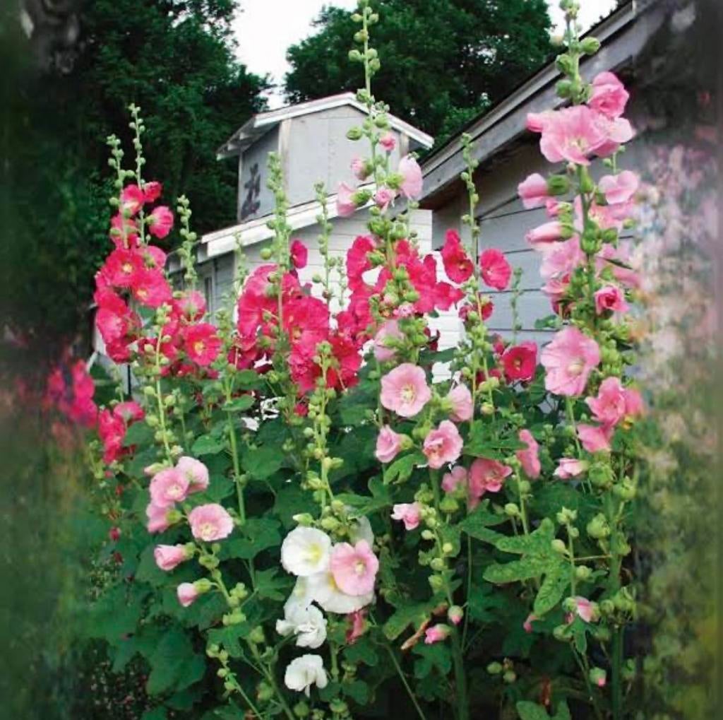 Stokrozen, Tuin en Terras, Ophalen