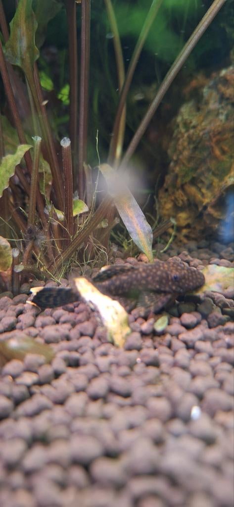 Ancistrus, Dieren en Toebehoren
