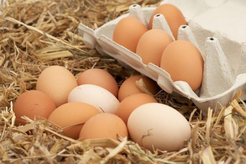 Oeufs frais élevés en plein air, Divers, Enlèvement ou Envoi