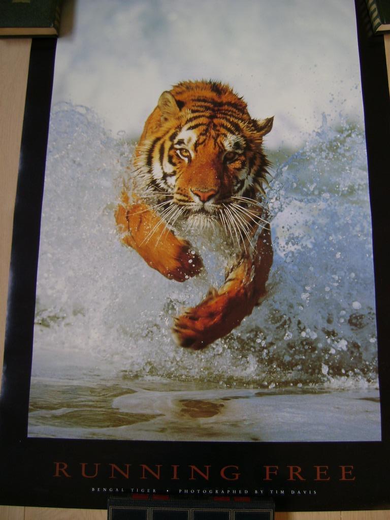vintage poster tijger foto Tim Davis, Rechthoekig Staand, Deurposter of groter, Ophalen of Verzenden, Zo goed als nieuw