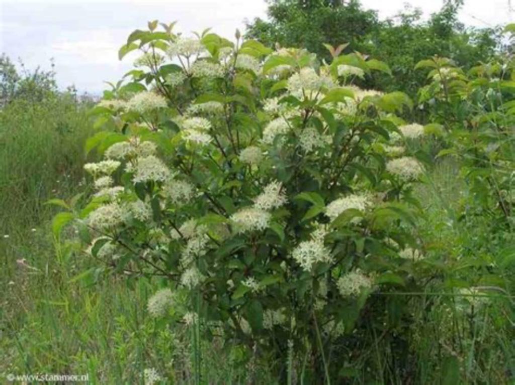 Cornus sanguinea, Ophalen