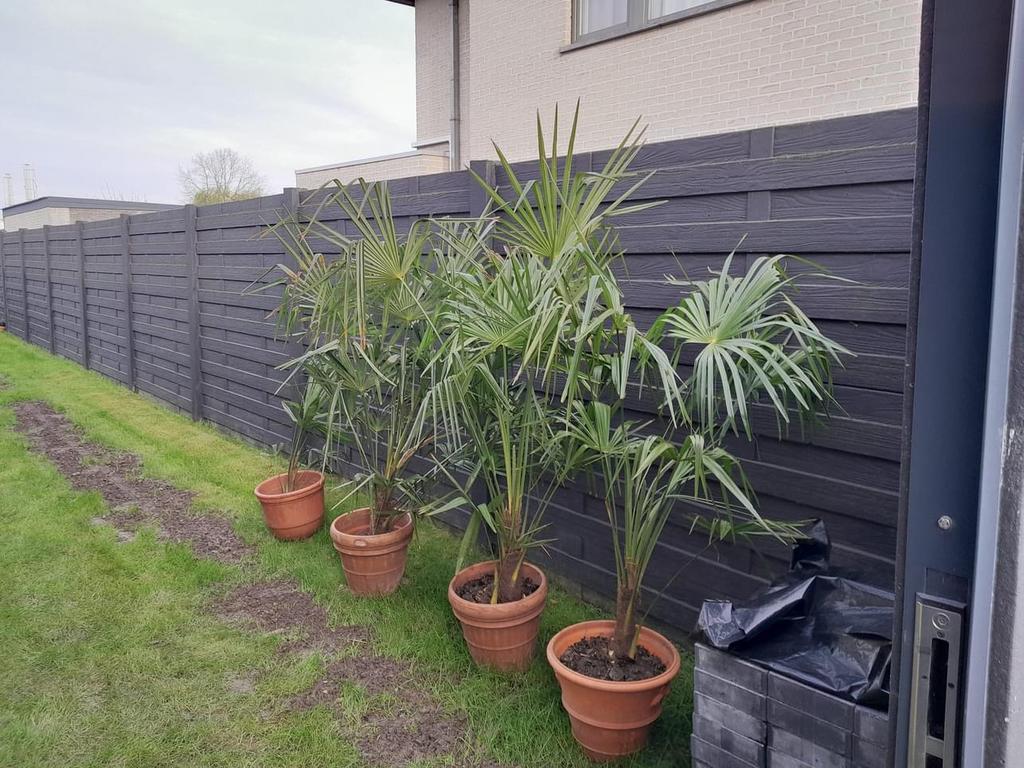 Palmbomen, Enlèvement, Plante fixe