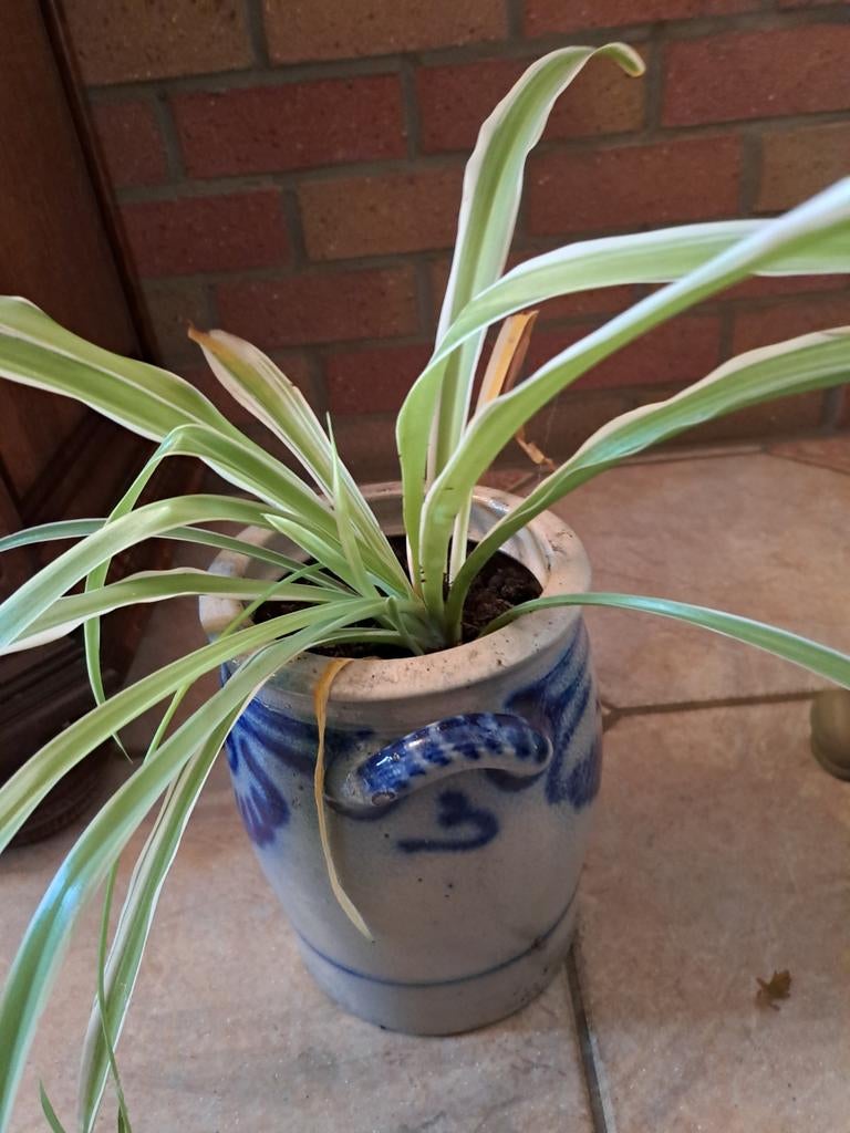 Keulse pot met plant, Ophalen of Verzenden