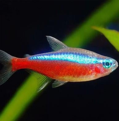 Tetra en barbeel, Dieren en Toebehoren, Vis, Zoetwatervis, Schoolvis