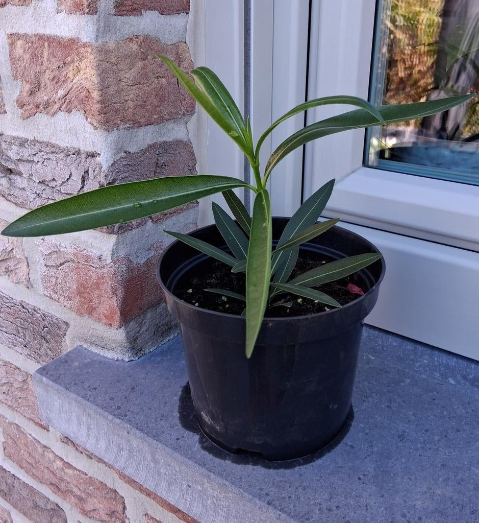 Oleander roos ...  jonge plant, Huis en Inrichting, Kamerplanten, Ophalen