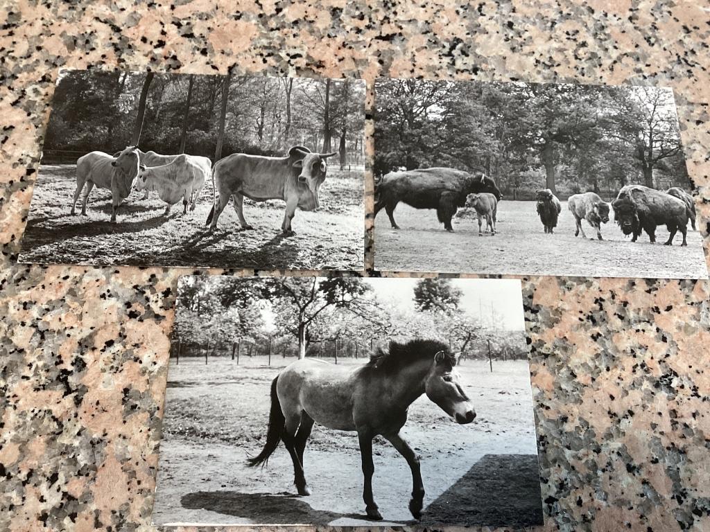 Lot 3 postkaarten domein Planckendael, Ophalen of Verzenden, 1980 tot heden, Ongelopen, Overige thema's