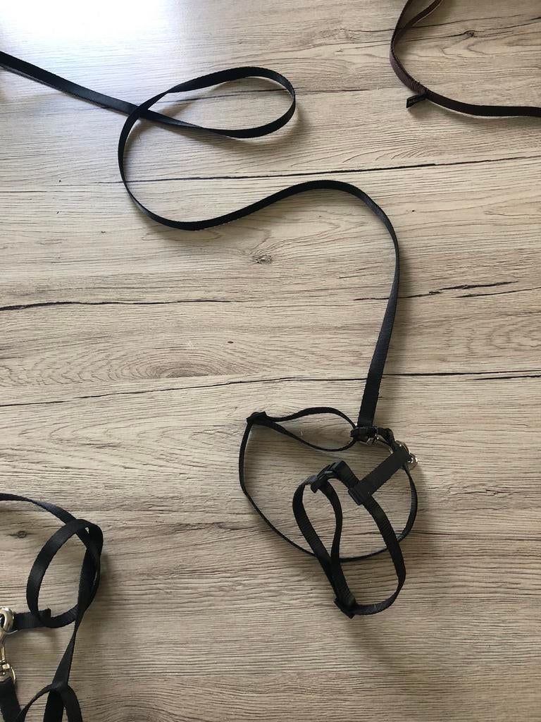 Leiband voor kat of kleine hond, Dieren en Toebehoren, Ophalen, Zo goed als nieuw
