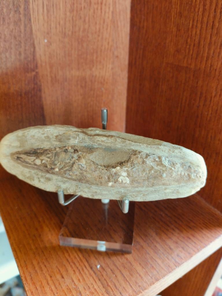Fossiele vissen, Verzamelen, Ophalen of Verzenden, Fossiel