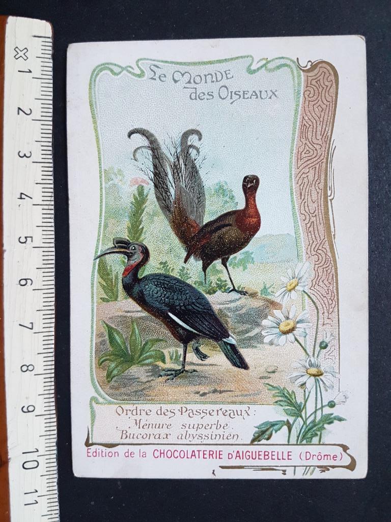 Chromo Chocolaterie d'Aiguebelle Oiseaux vogels, Verzamelen, Ophalen of Verzenden, Zo goed als nieuw, Dier, Prent