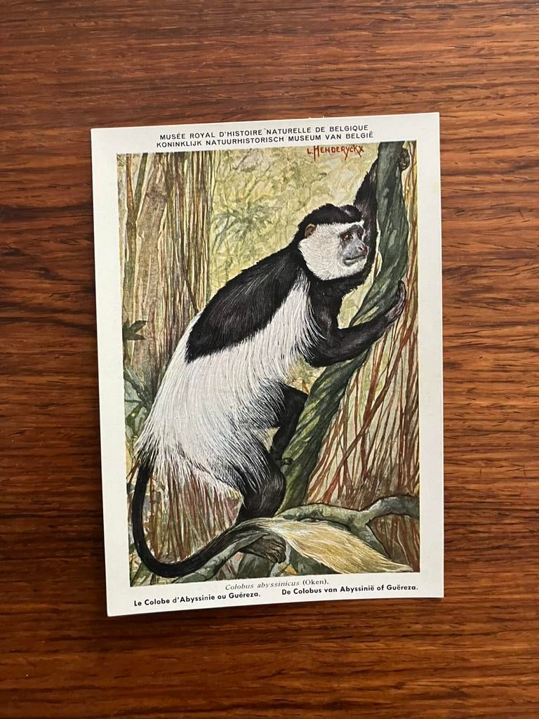 Beschermde zoogdieren in Belgisch Congo Nr. 8, Verzamelen, Postkaarten | Dieren, Ophalen of Verzenden, 1940 tot 1960, Ongelopen