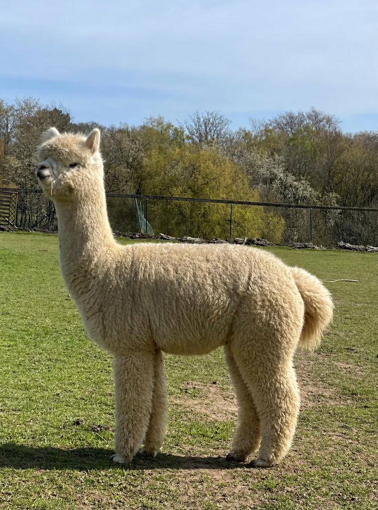 Prachtige zeer lieve jonge alpaca merrie, Janvier, Femelle
