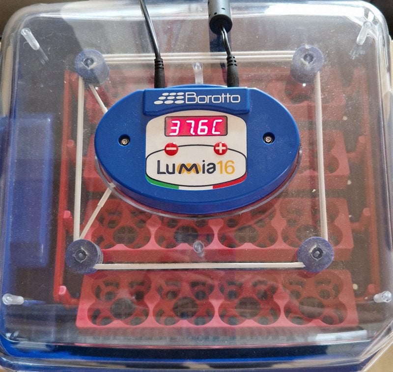 Als nieuw broedmachine Borotto Lumia 16, Ophalen, Zo goed als nieuw, Broedmachine