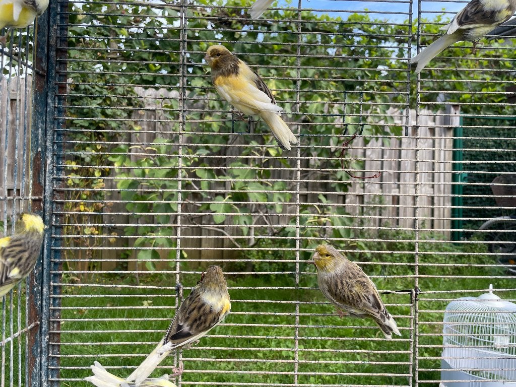 Jonge kanaries 9 mannen en 9 poppen 2026, Dieren en Toebehoren, Meerdere dieren