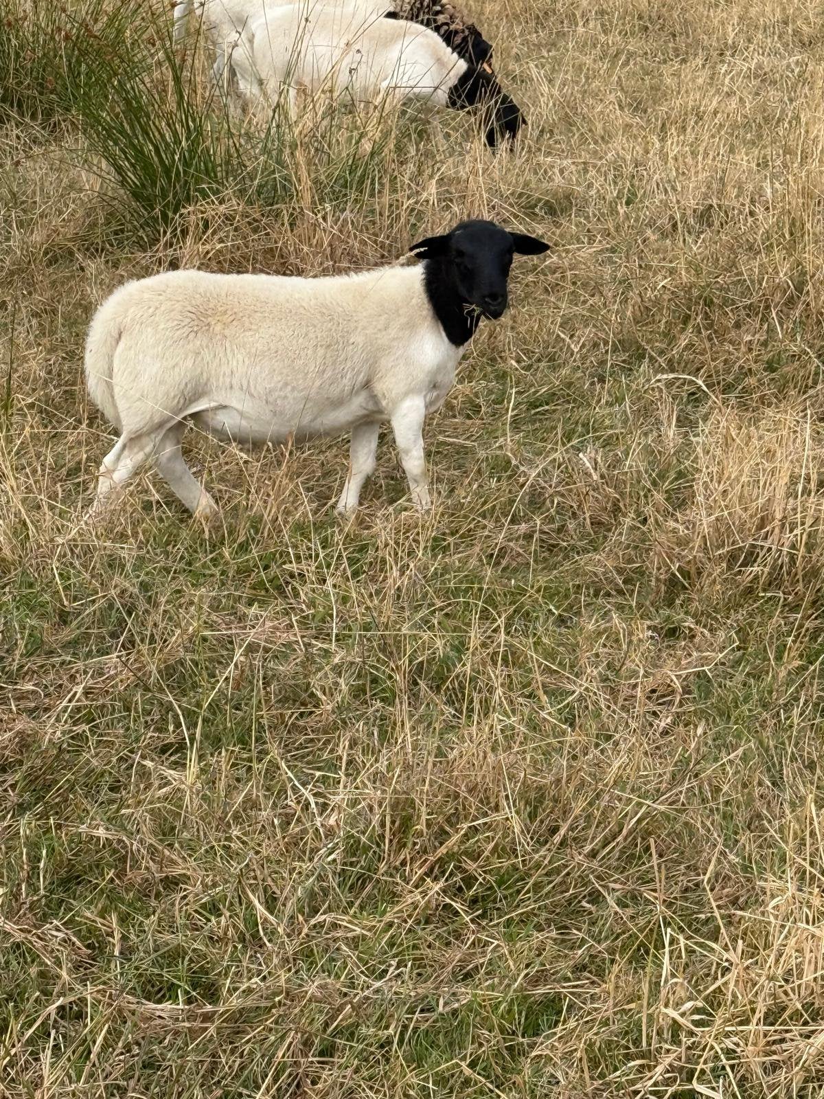 Schapen, dorper ram, Informatique & Logiciels, Mémoire RAM, Enlèvement