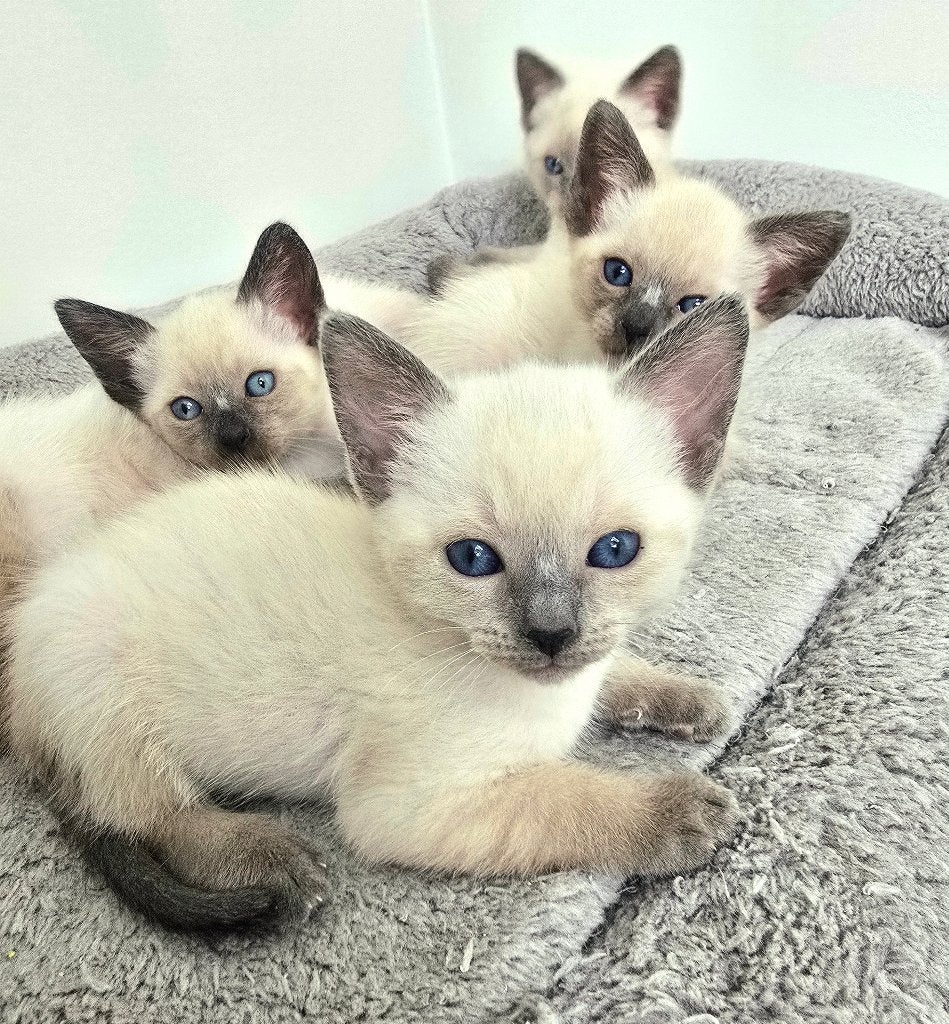 Chatons siamois, Plusieurs animaux, Avec puce électronique, 0 à 2 ans