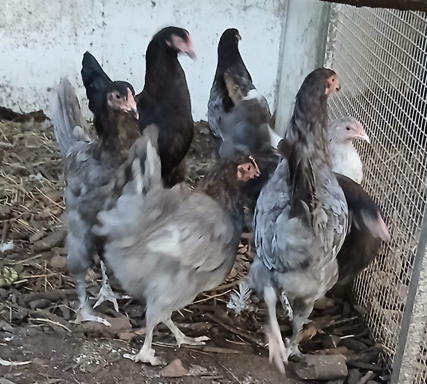 Marans hennen 2026