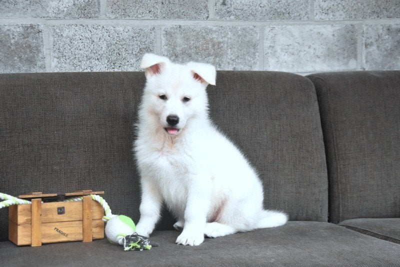 Prachtige kortharige Zwitserse Witte Herder pup, Dieren en Toebehoren, Honden | Herdershonden en Veedrijvers, België, Reu, CDV (hondenziekte)