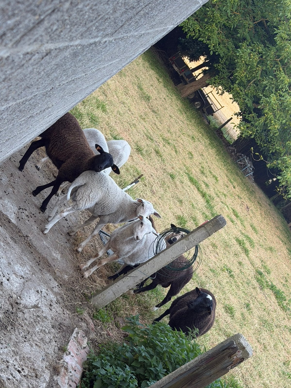 Schapen ramlammeren, Dieren en Toebehoren, Mannelijk, Schaap, 0 tot 2 jaar