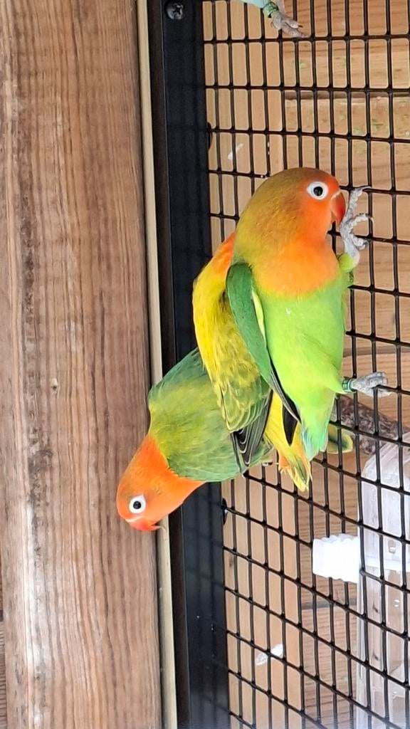 3 jonge agapornis fisherie, Dieren en Toebehoren, Meerdere dieren, Dwergpapegaai of Agapornis, Geringd