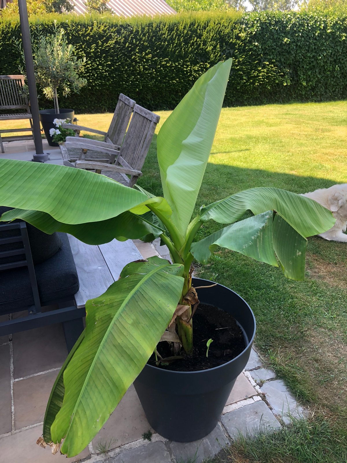 Bananenplanten, Tuin en Terras, Planten | Tuinplanten, Ophalen, Vaste plant, Overige soorten