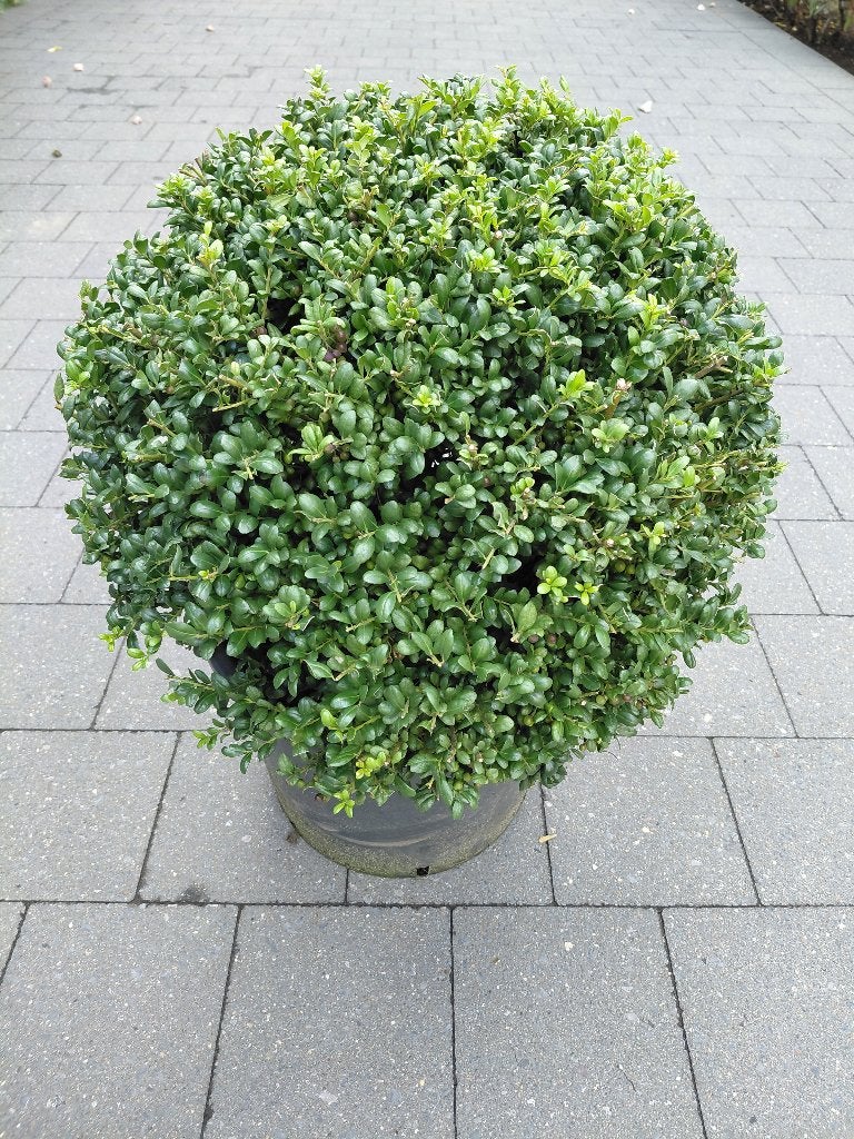 Ilex Crenata Convexa bol, Tuin en Terras, Ophalen, Hulst