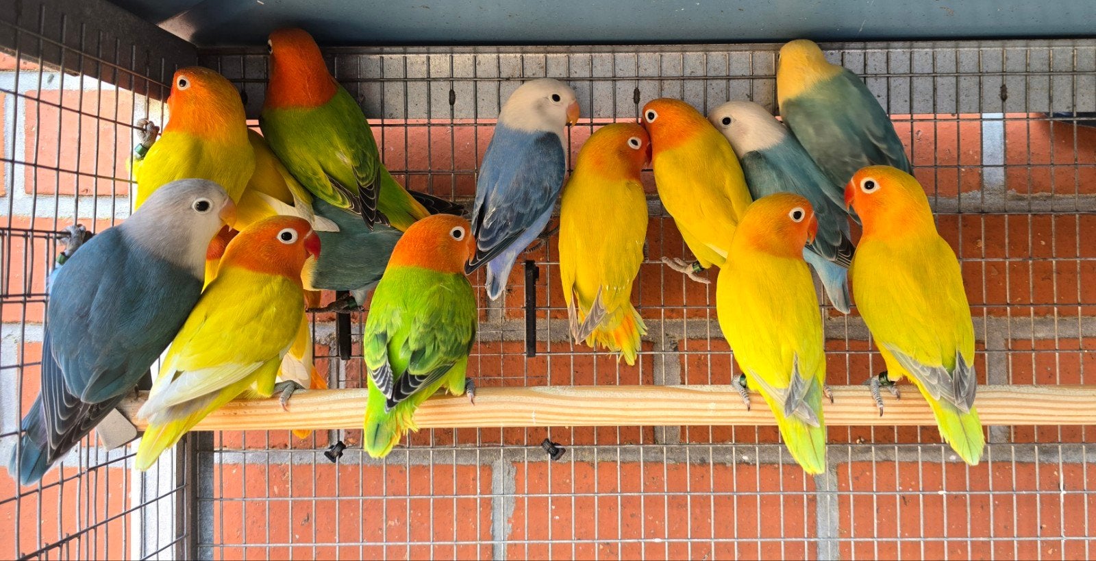 Agapornis Fischeri, Dieren en Toebehoren, Vogels | Parkieten en Papegaaien, Meerdere dieren, Dwergpapegaai of Agapornis, Geringd