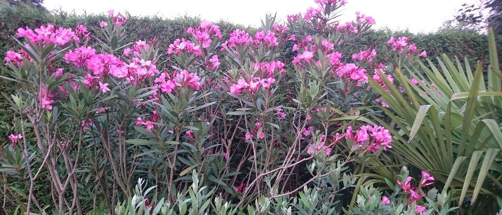 Twee oleanders, 2 - 2.25 m hoog, per stuk, Jardin & Terrasse, Plantes | Jardin, Plante fixe, Autres espèces, Plein soleil, Été