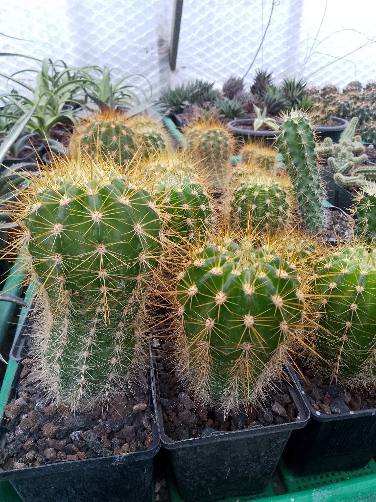 winter harde cactussen, Tuin en Terras, Planten | Tuinplanten, Ophalen, Winter