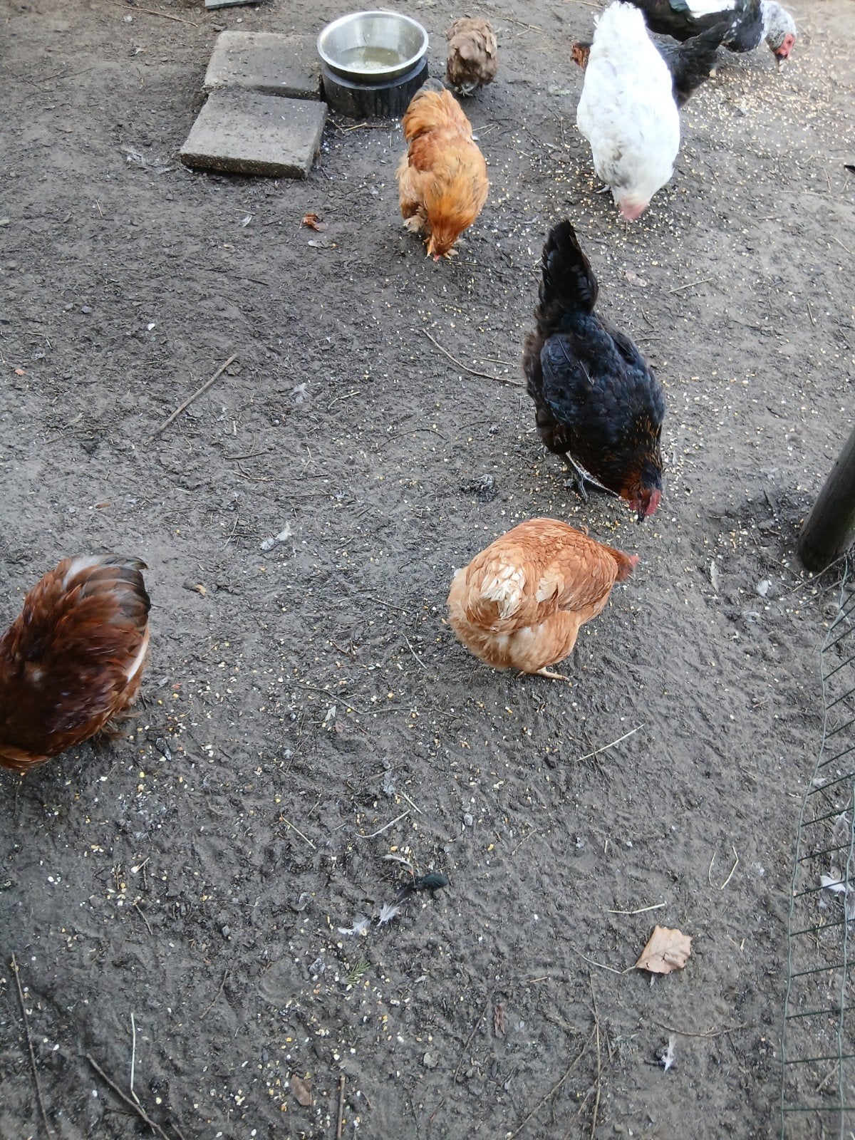 cochin kriel hanen, Dieren en Toebehoren