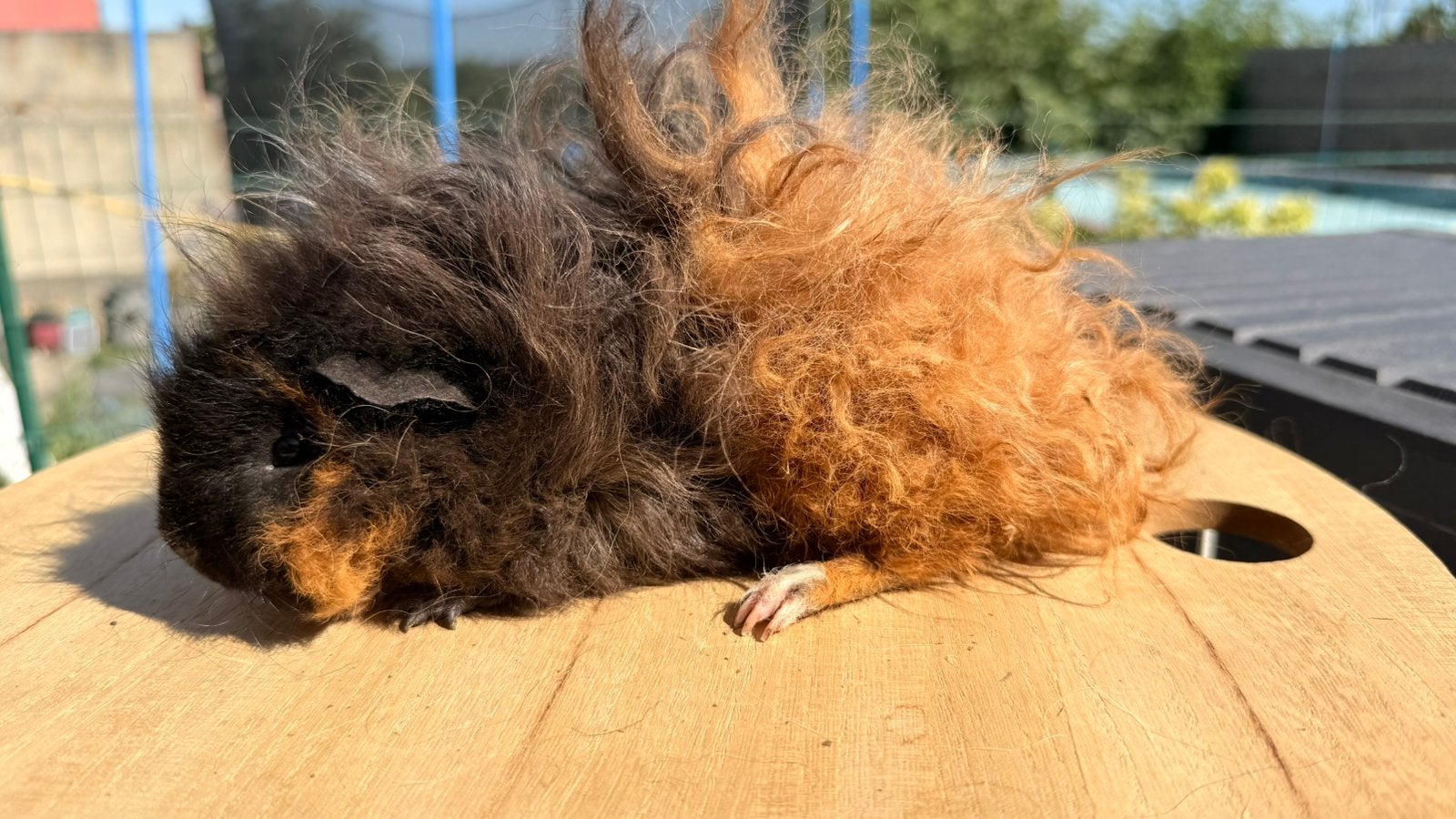 Cavia, Cobaye Mâle Lunkarya tricolore, Mâle, Mars, Domestique, Cobaye