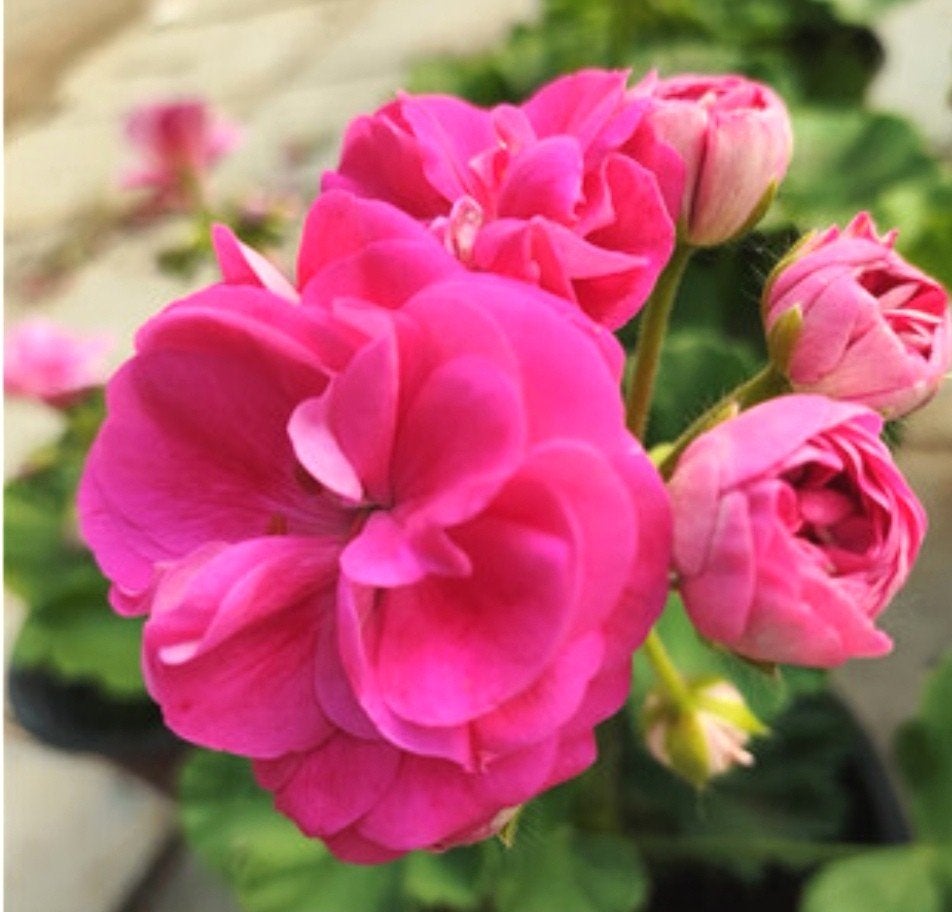 Zeldzame geranium / Pelargonium Rosebud, Tuin en Terras, Planten | Struiken en Hagen, Ophalen