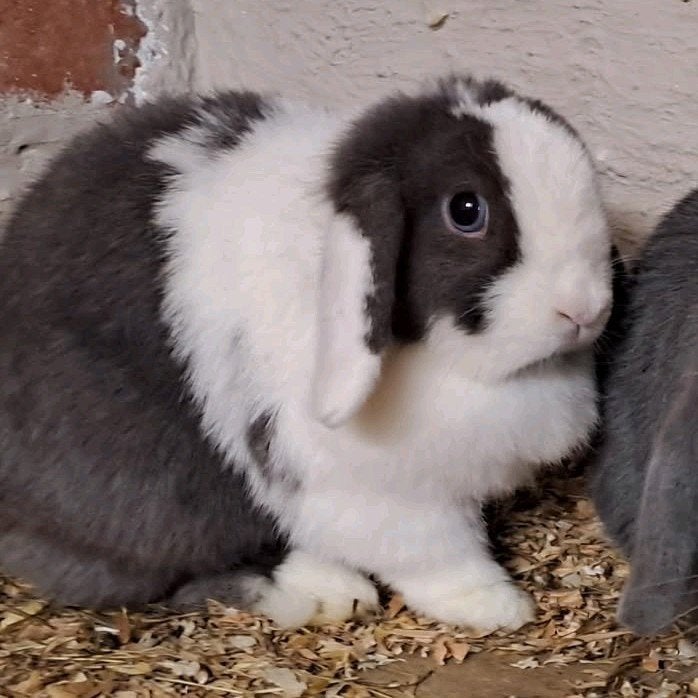 Minilop voedster, Dieren en Toebehoren, Konijnen