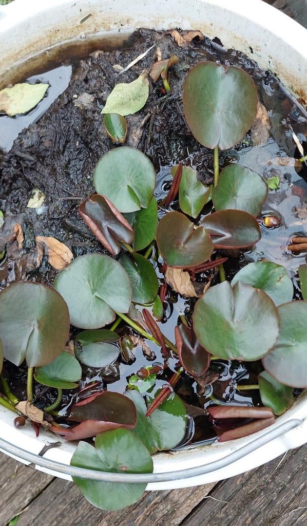 Waterlelie, Tuin en Terras, Ophalen