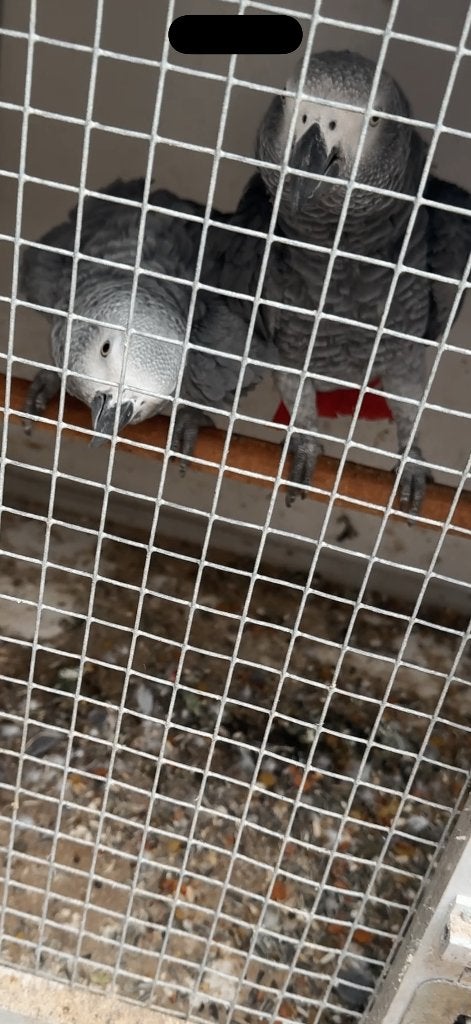 4 koppels grijze roodstaarten, Dieren en Toebehoren, Meerdere dieren, Papegaai, Geringd