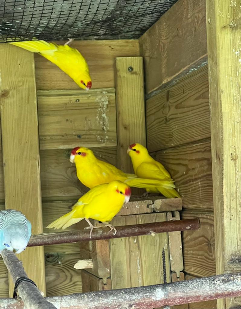 Kakariki, kakarikies., Dieren en Toebehoren, Vogels | Parkieten en Papegaaien