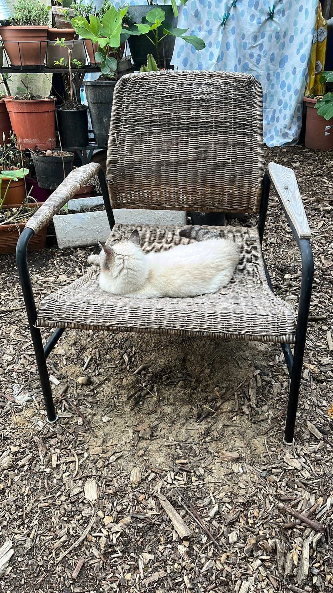 Osier fauteuil, Enlèvement, Utilisé, Osier