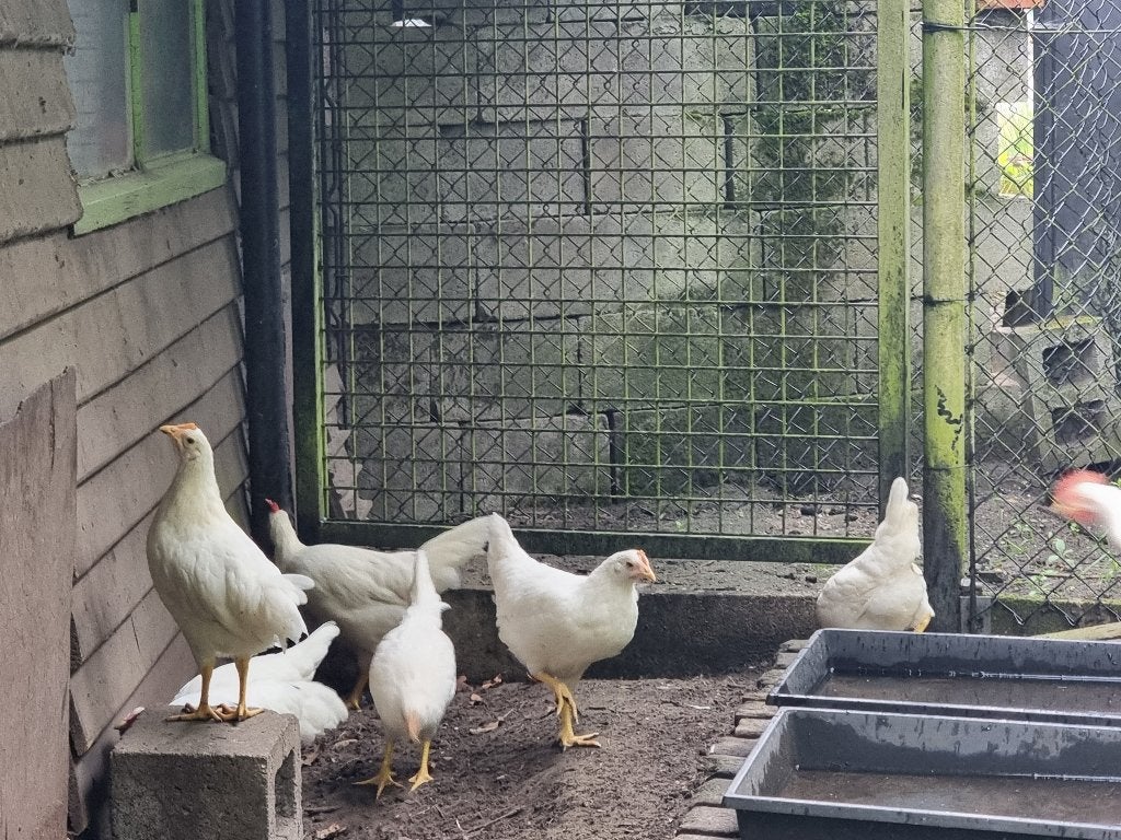 Leghorn wit, Dieren en Toebehoren, Overige Dieren, April, Meerdere dieren