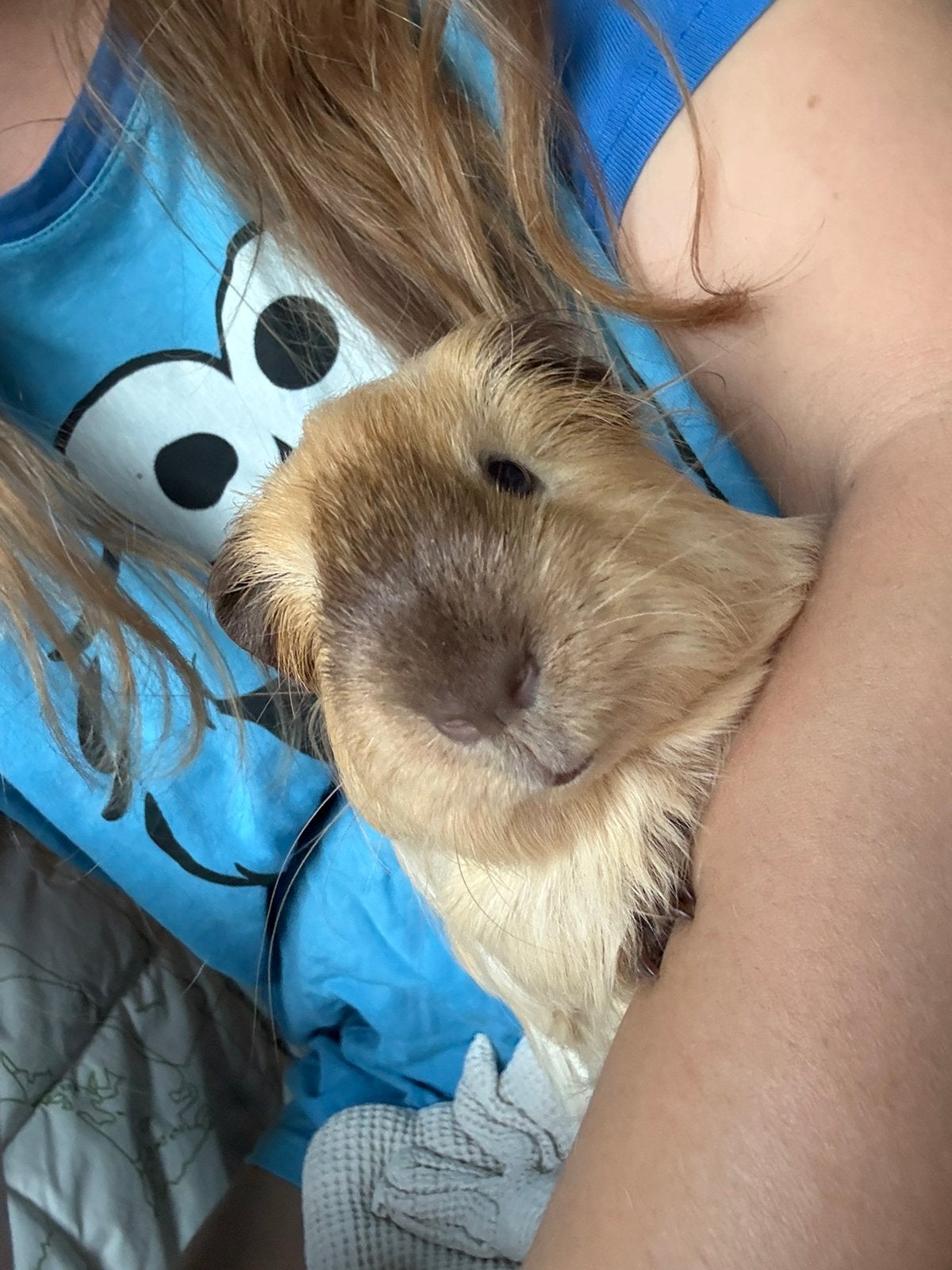 Cavia-4 maanden oude jongen, Dieren en Toebehoren, April, Cavia
