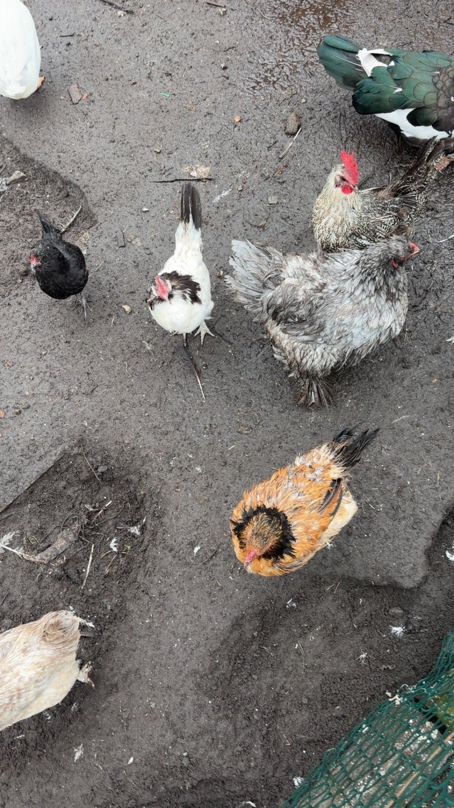 Kippen te koop – €6 per stuk, Meerdere dieren, Kip