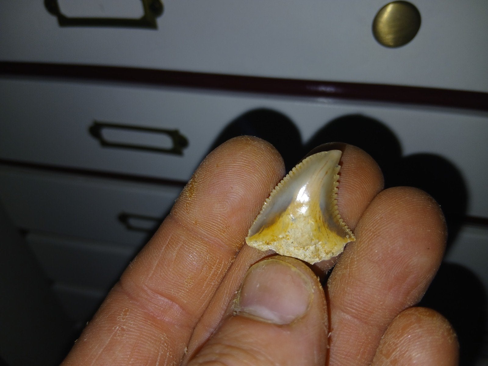 Hemipristis haaietand, Dieren en Toebehoren