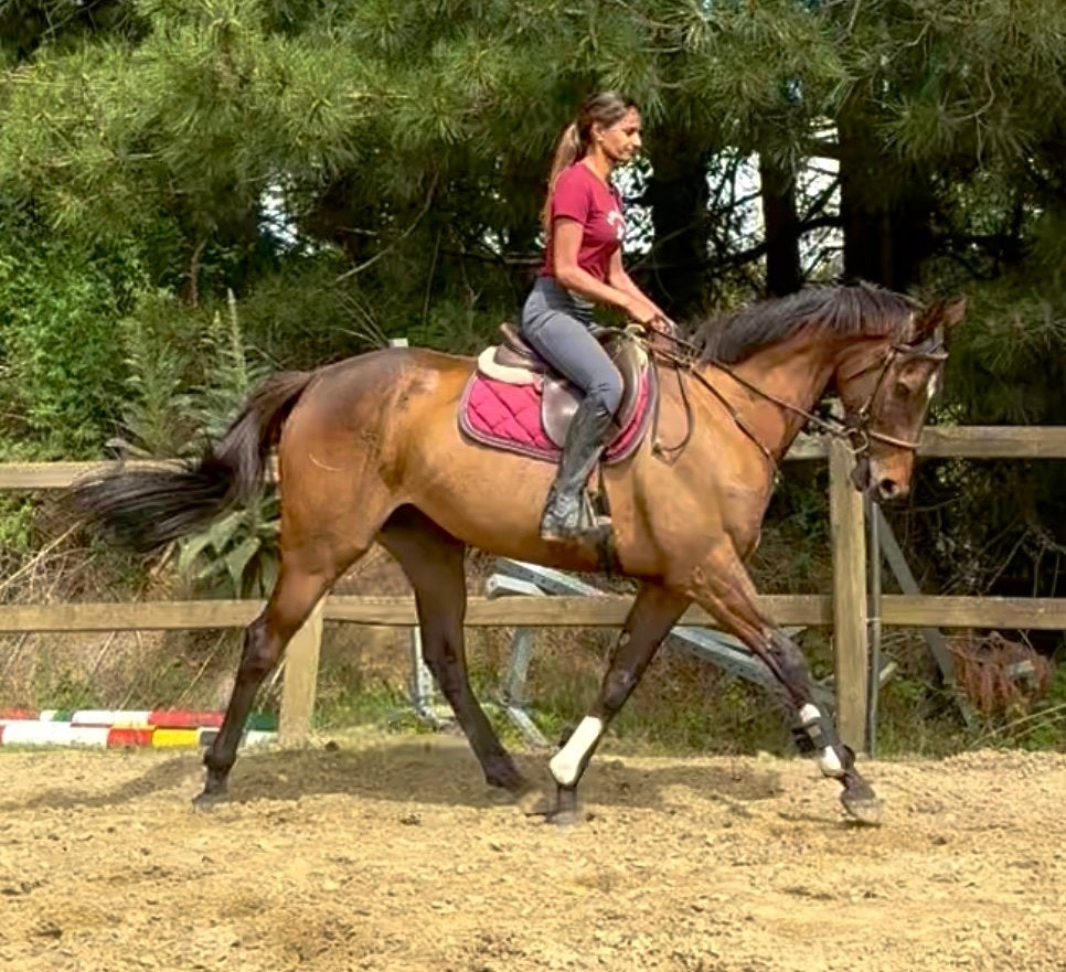 Allround merrie, Dieren en Toebehoren, Paarden, Merrie