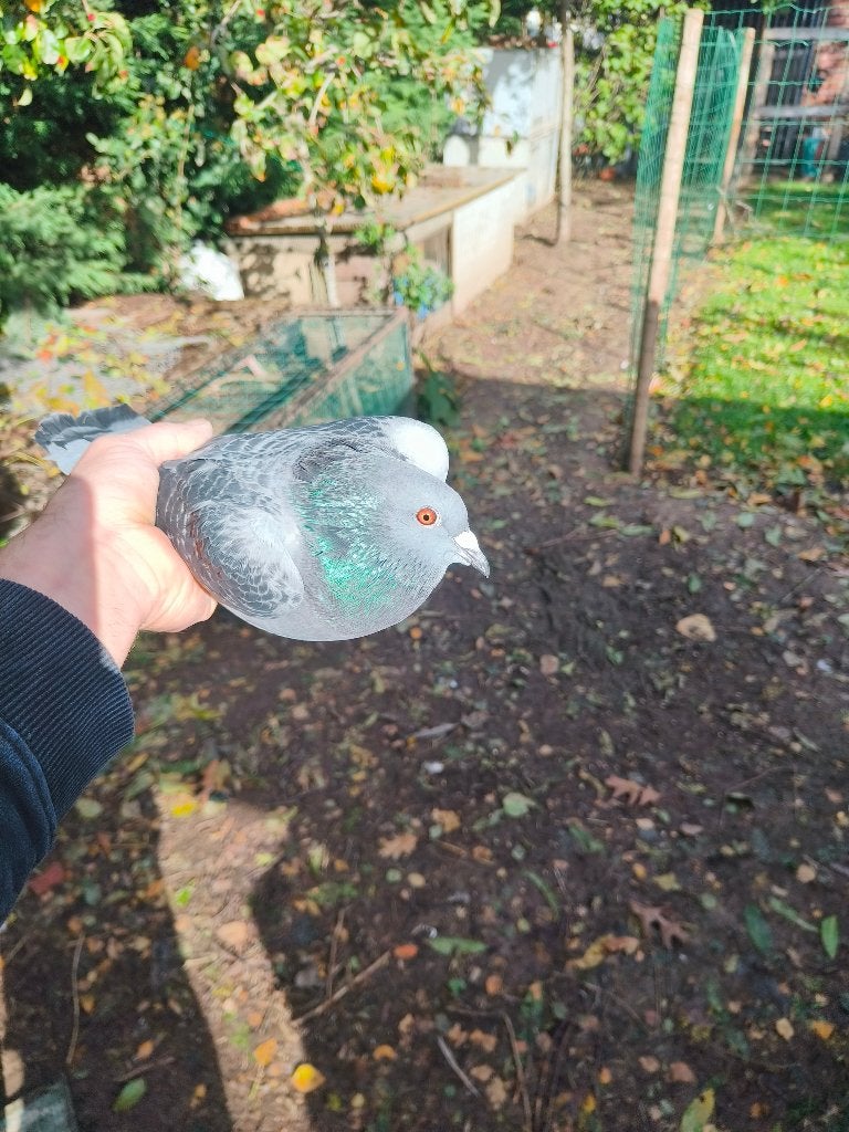 Duiven, Dieren en Toebehoren, Meerdere dieren, Postduif