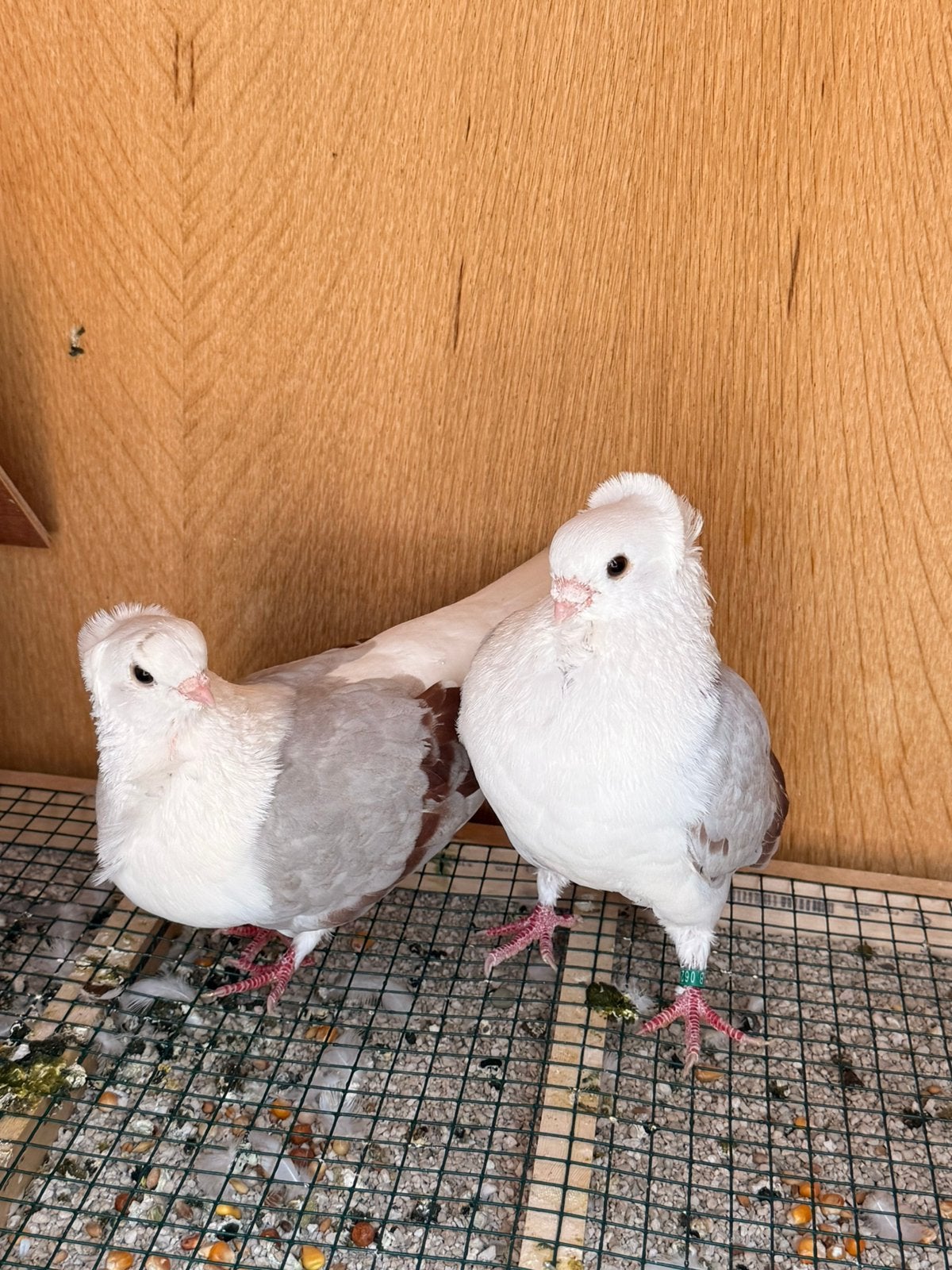 Duiven koppel €30