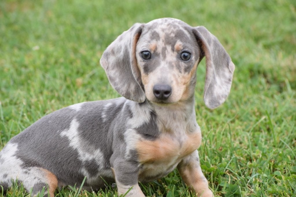 Teckel pups mooi klein blijvend, België, 8 tot 15 weken, Korthaar, Dwerg