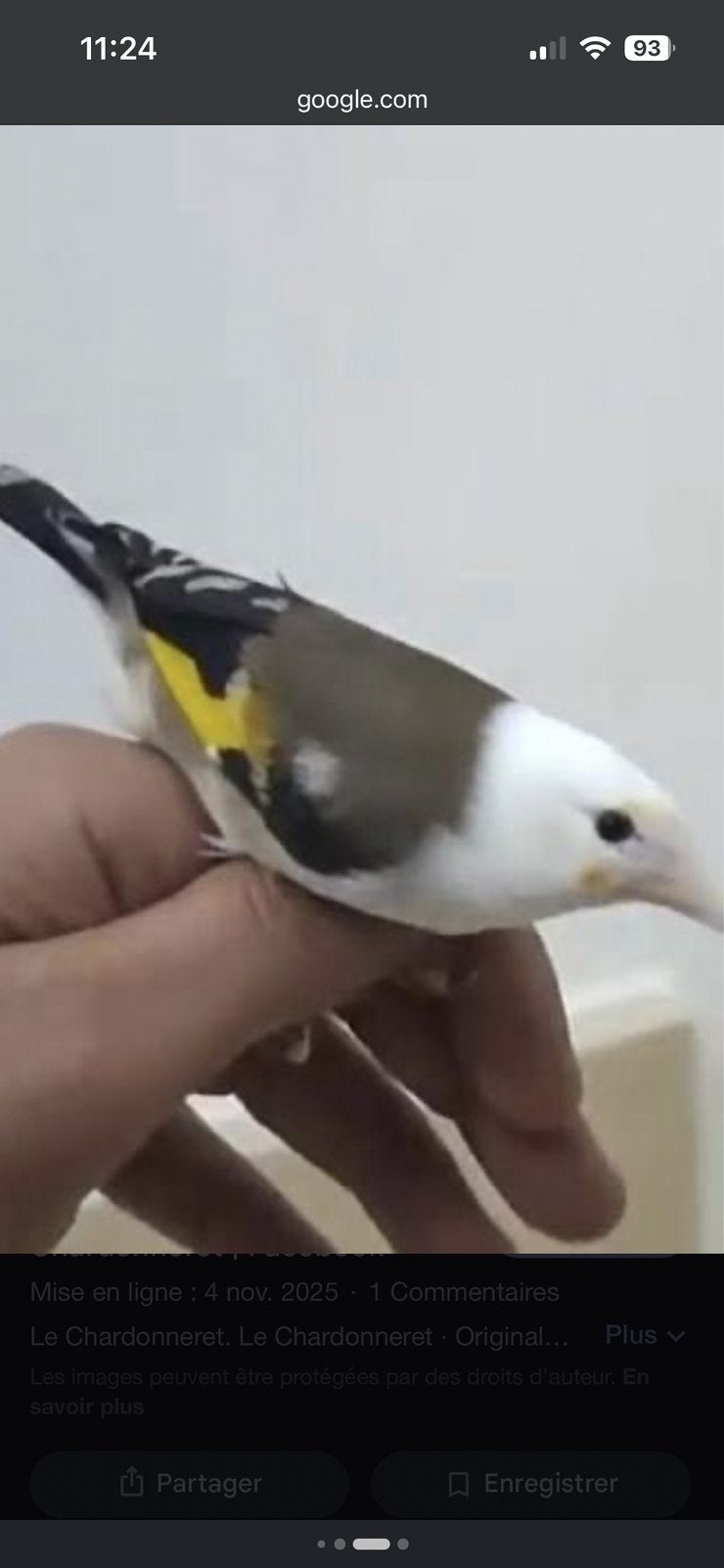 Cherche femelle tête aigle, Animaux & Accessoires, Oiseaux | Oiseaux Autre, Femelle